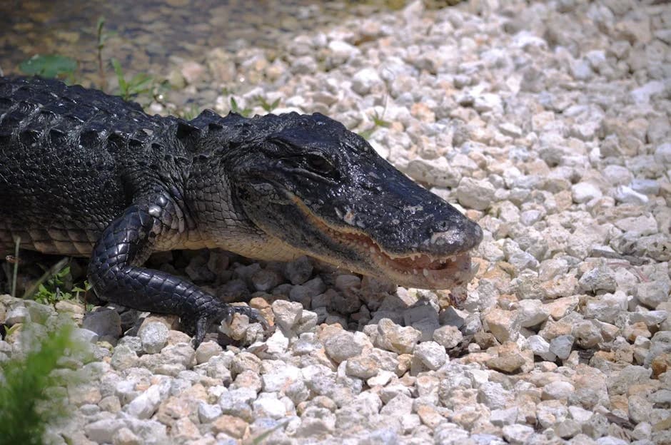 Florida City Everglades Gateway Overview