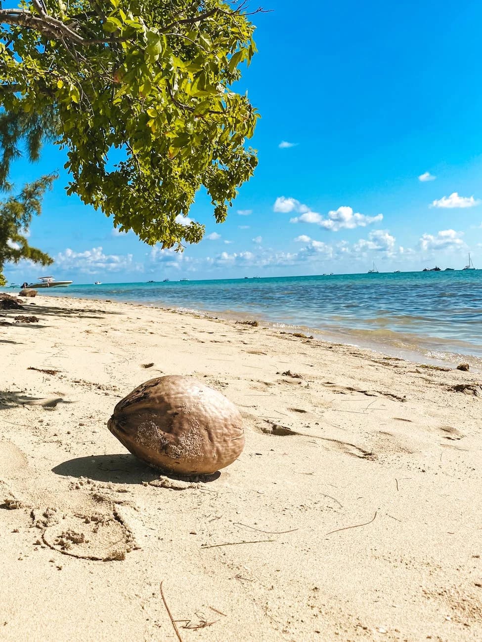 Coconut Resting On A Sandy Beach With Cl 5