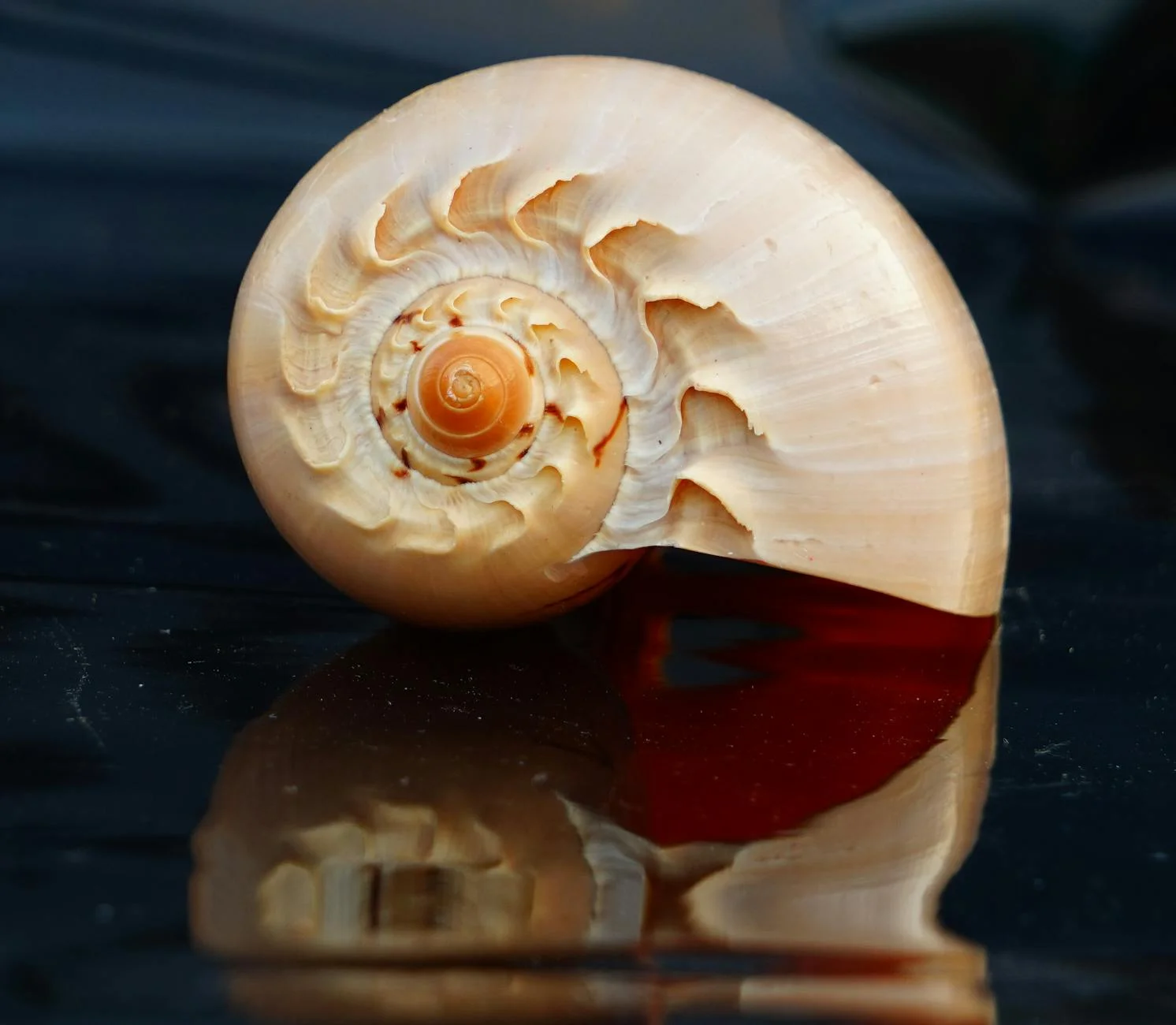 Close Up Of A Spiral Seashell On A Gloss 3