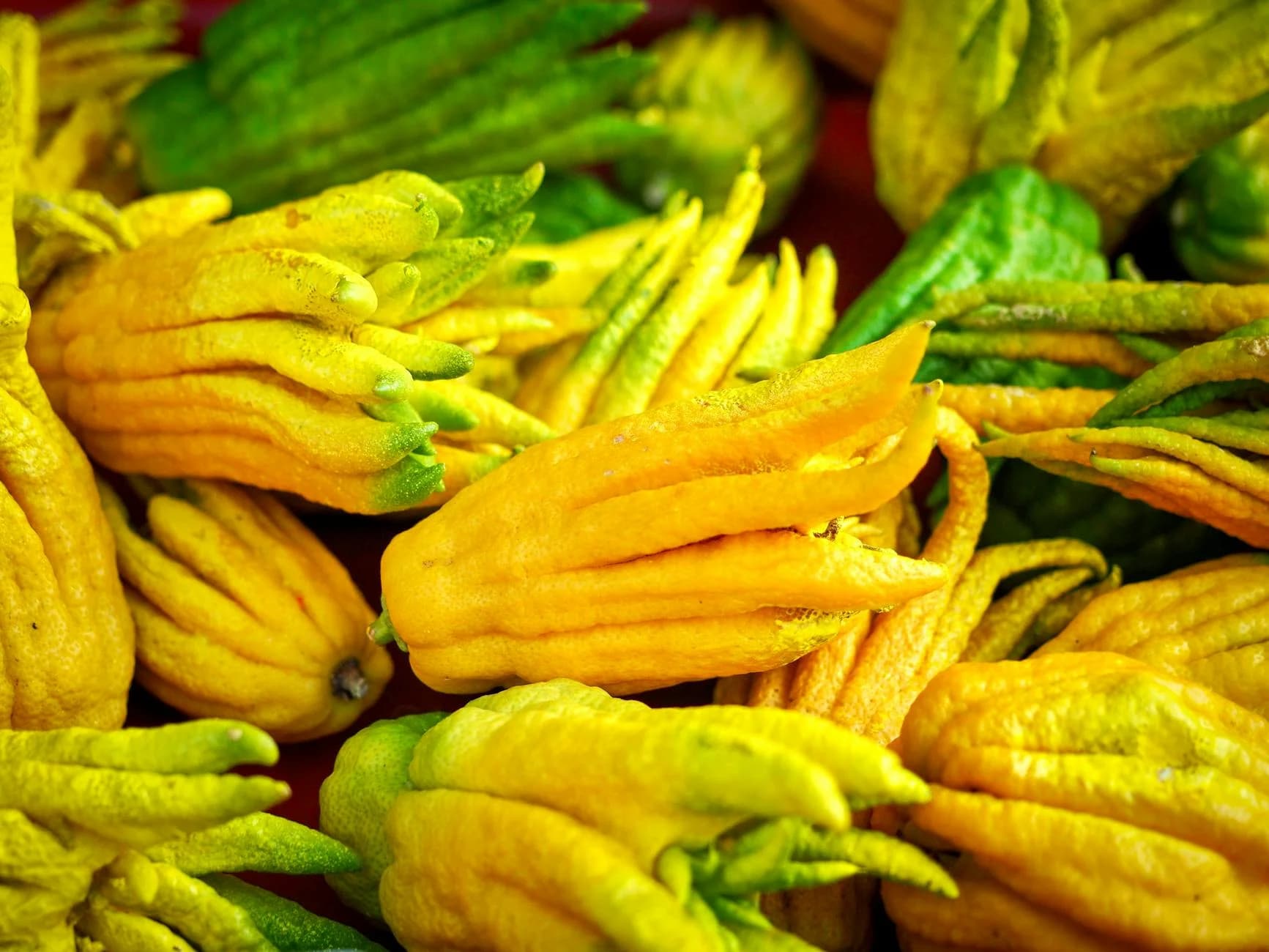 Vivid Yellow And Green Buddha S Hand Cit 2