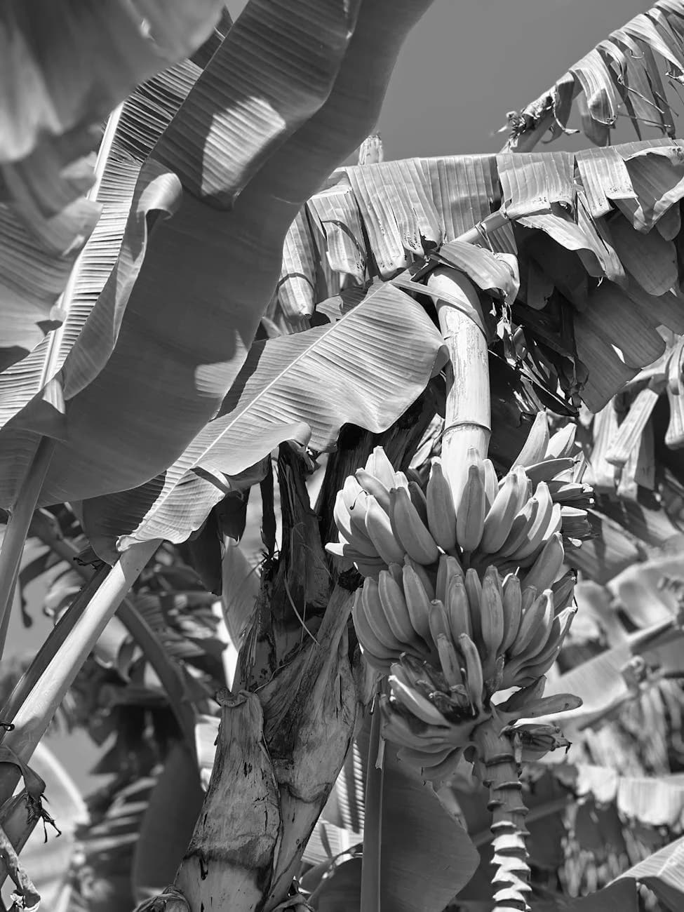 Black And White Photo Of Banana Plant Wi 1