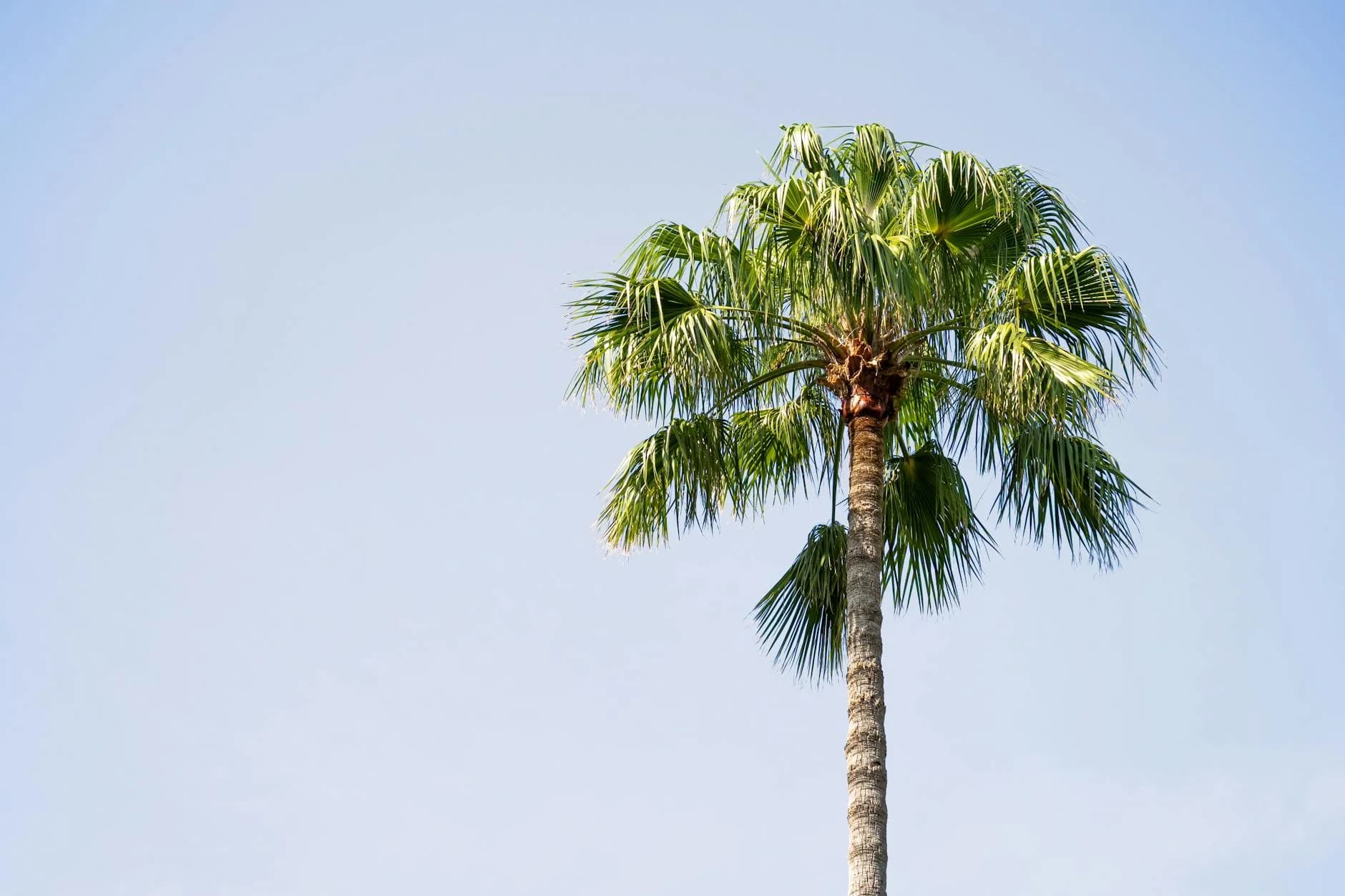 A Tall Palm Tree Stands Under A Vibrant 1