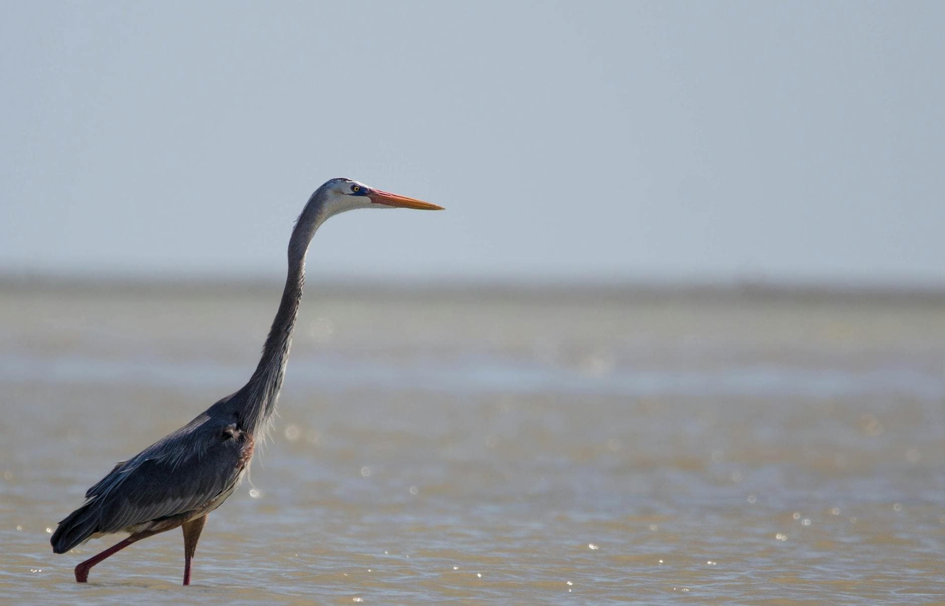 A Regal Great Blue Heron Wading In The S 5