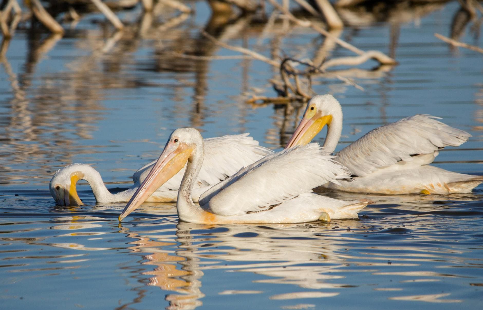 A Serene View Of White Pelicans Gliding 3