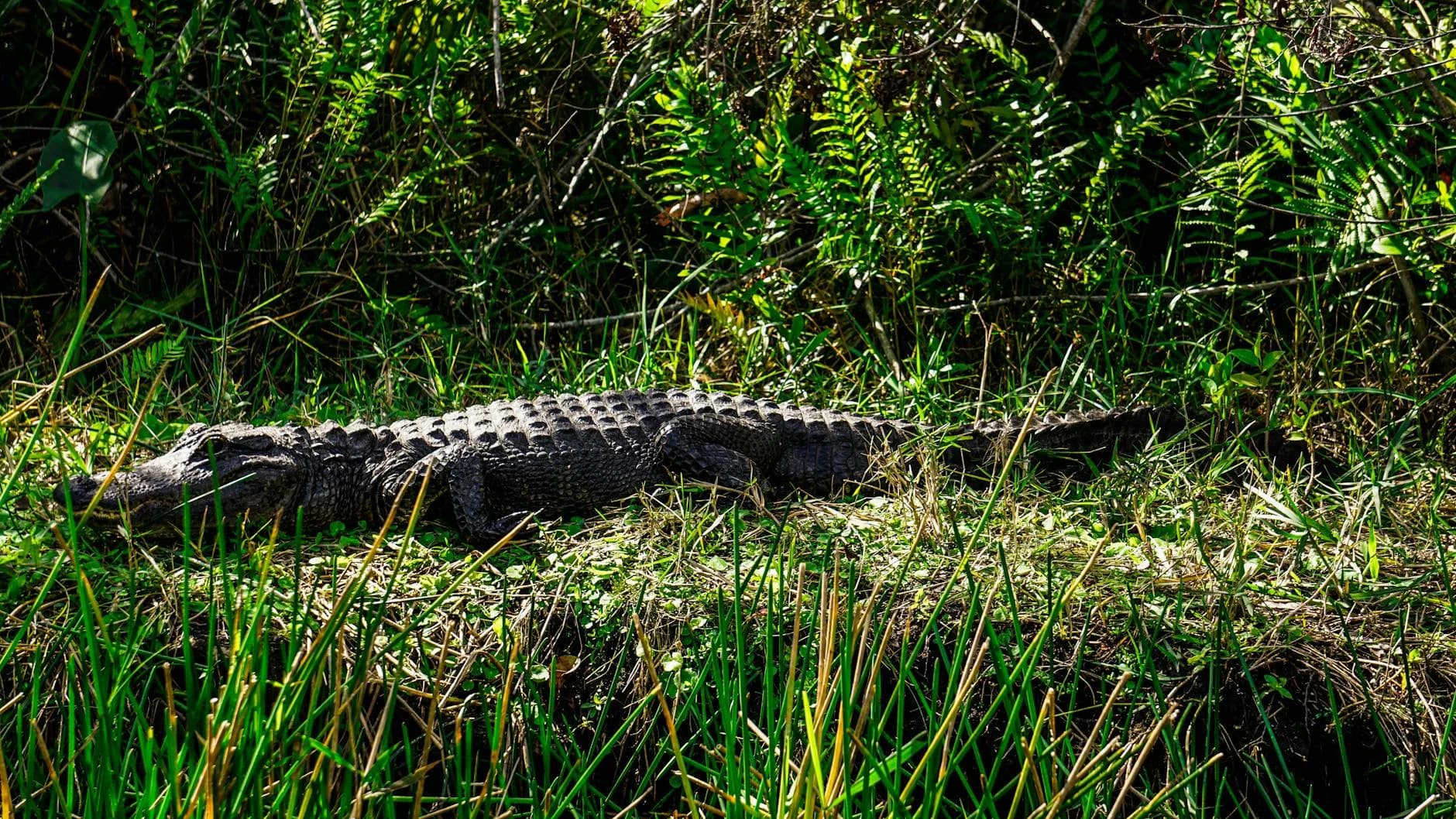 Close Up Of An American Alligator Baskin 1
