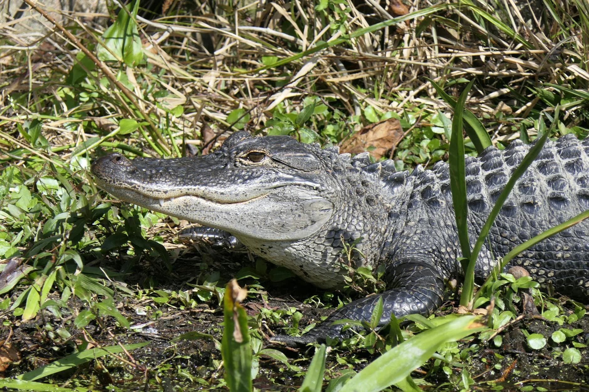 Close Up Of An American Alligator Baskin 5