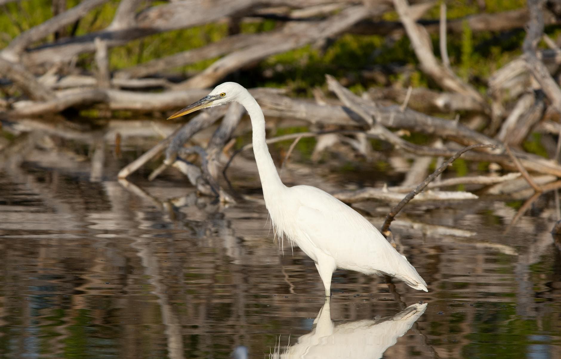 A Great Egret Wading In Shallow Waters S 4