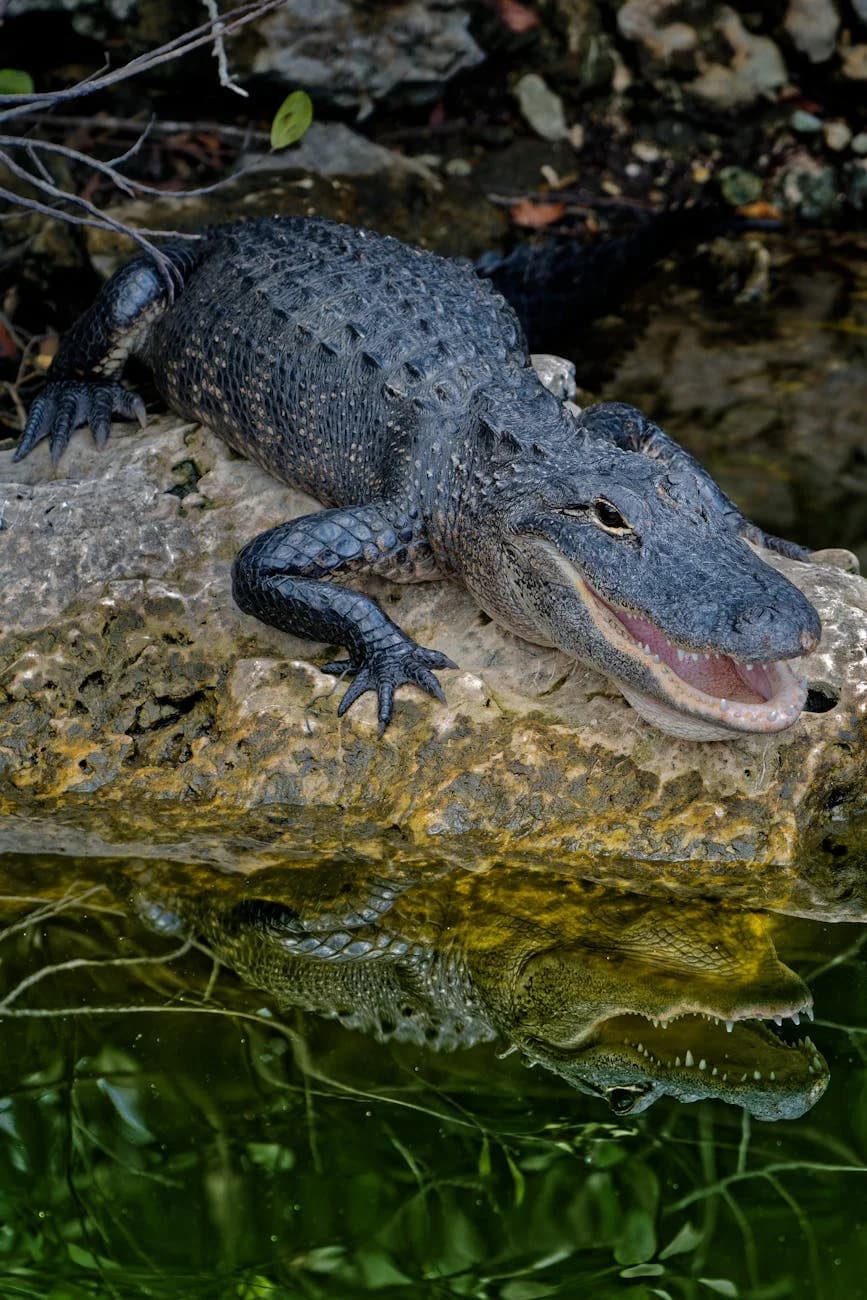 Close Up Of An American Alligator Restin 5
