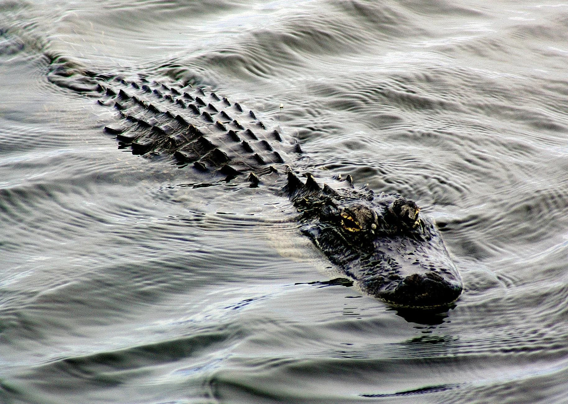 Majestic American Alligator Gliding Thro 3
