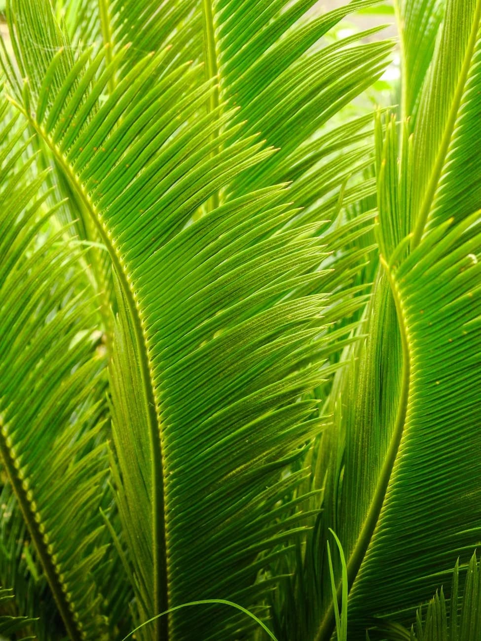 9 Indoor Plants Perfect for South Florida