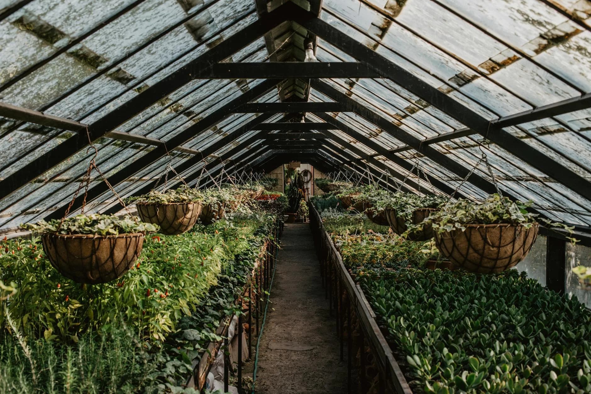 Explore A Lush Greenhouse Filled With Di 2