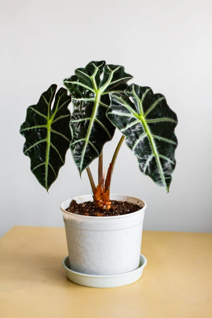 Lush Alocasia Polly Plant In A Decorativ 1