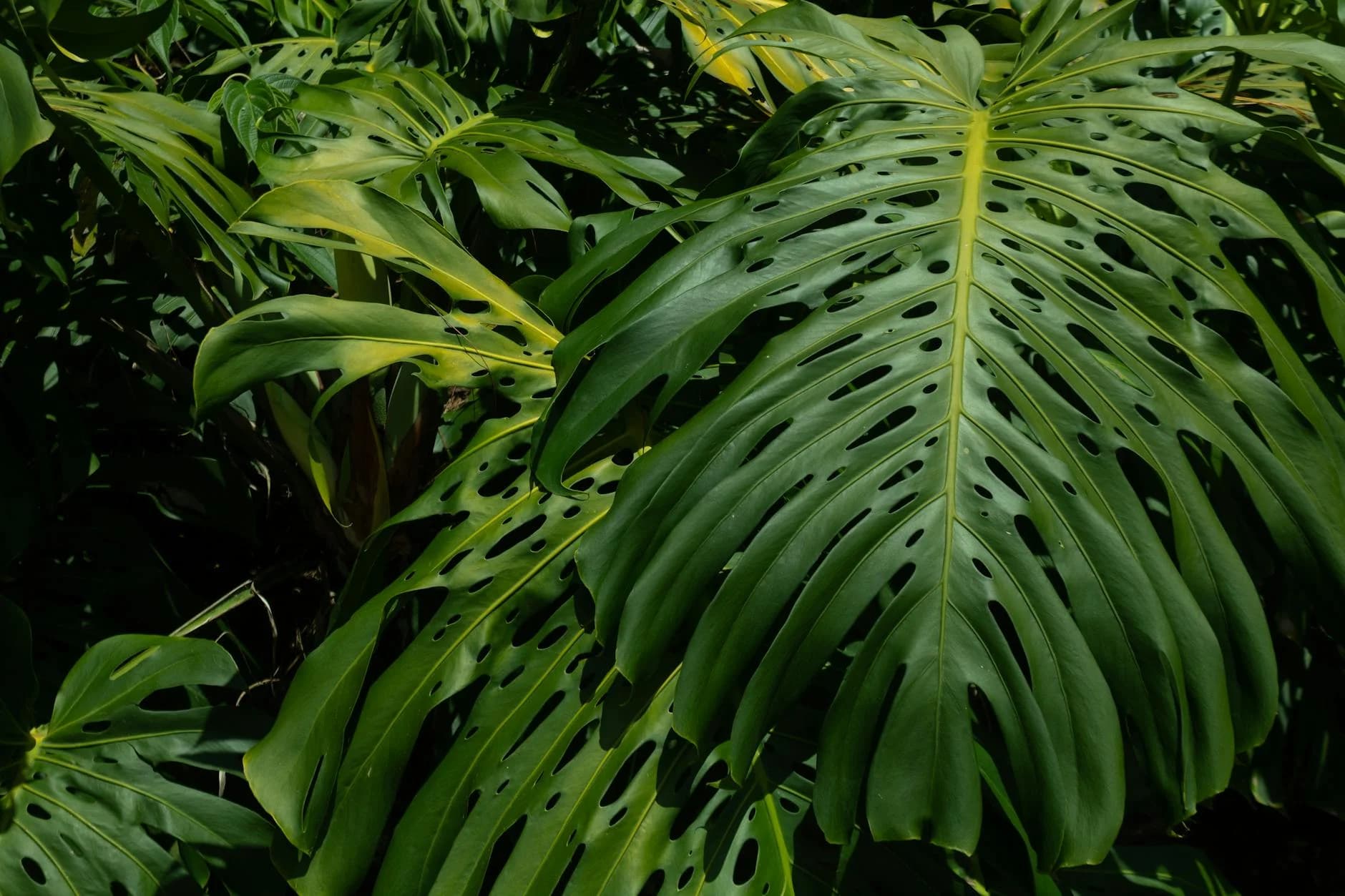 Dense Foliage Of Monstera Leaves In A Tr 2