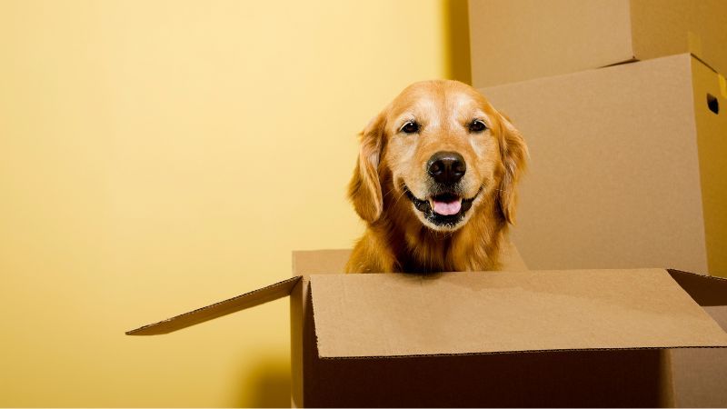 Pet Friendly Local Moving